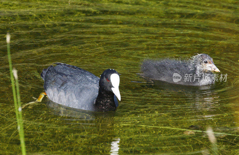 欧亚白骨顶(Fulica atra)年老带幼(按巢)